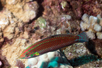 Halichoeres ornatissimus (Ornate Wrasse)