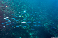 Decapterus macarellus (Mackerel Scad)