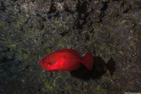 Heteropriacanthus cruentatus (Glasseye)