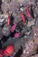 Sargocentron diadema (Crown Squirrelfish)