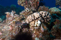 Plectroglyphidodon marginatus (Hawaiian Gregory)