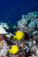 Zebrasoma flavescens (Yellow Tang)