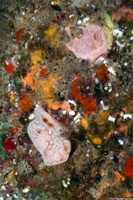 Aplidium sp.1 (Ivory Tunicate)