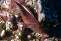 Paracirrhites forsteri (Freckled Hawkfish)