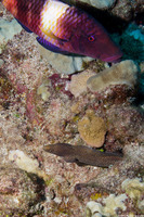 Parupeneus multifasciatus (Manybar Goatfish)