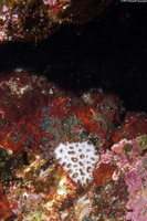 Palythoa caesia (Blue-Gray Zoanthid)