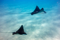 Aetobatus ocellatus (Ocellated Eagle Ray)