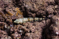 Synodus variegatus (Reef Lizardfish)