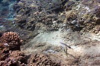 Aulostomus chinensis (Trumpetfish)