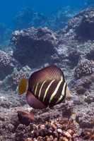 Zebrasoma veliferum (Pacific Sailfin Tang)