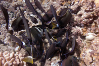 Aulostomus chinensis (Trumpetfish)