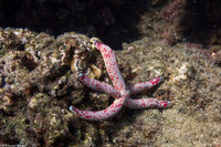 Linckia multifora (Multipore Sea Star)