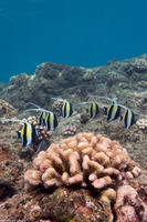 Zanclus cornutus (Moorish Idol)