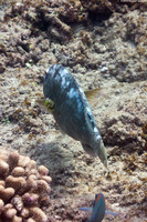 Calotomus carolinus (Stareye Parrotfish)