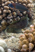 Exallias brevis (Spotted Coral Blenny)