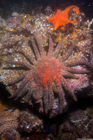 Pycnopodia helianthoides (Sunflower Star)