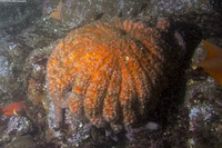 Pycnopodia helianthoides (Sunflower Star)