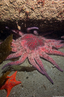 Pycnopodia helianthoides (Sunflower Star)