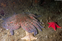 Pycnopodia helianthoides (Sunflower Star)