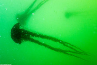 Chrysaora fuscescens (Brown Jellyfish)
