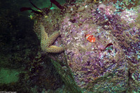 Cryptolithodes typicus (Butterfly Crab)