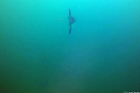 Mola mola (Ocean Sunfish)