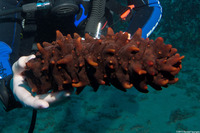 Stichopus sp.1 (Hawaiian Spiky Sea Cucumber)