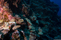 Gymnothorax meleagris (Whitemouth Moray)