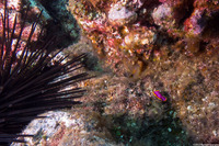 Pseudoceros ferrugineus (Fuchsia Flatworm)