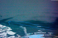 Alectis ciliaris (Threadfin Jack)