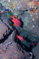 Sargocentron spiniferum (Sabre Squirrelfish)