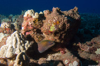Gymnothorax flavimarginatus (Yellowmargin Moray)