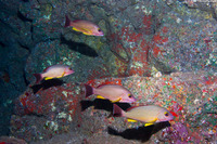 Lutjanus fulvus (Blacktail Snapper)