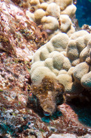 Dardanus sanguinocarpus (Bloody Hermit Crab)