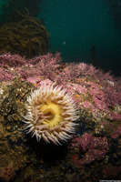 Urticina piscivora (Fish-Eating Urticina)