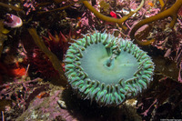 Anthopleura xanthogrammica (Giant Green Anemone)