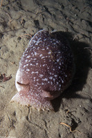Pleurobranchaea californica (California Sidegill)