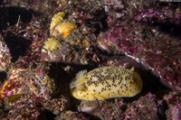 Peltodoris nobilis (Sea Lemon)
