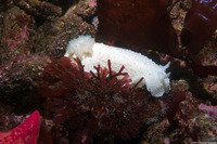 Doris odhneri (White Knight Dorid)