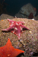 Patiria miniata (Bat Star)