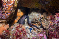 Anarrhichthys ocellatus (Wolf-Eel)