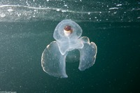 Corolla spectabilis (Sea Butterfly)