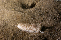 Aeolidia loui (Shag-Rug Aeolid)