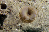 Myxicola sp.1 (Slime Fan Worm)