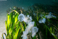Melibe leonina (Lion's Mane Nudibranch)