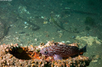 Sebastes mystinus (Blue Rockfish)