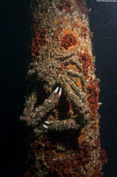 Loxorhynchus crispatus (Masking Crab)