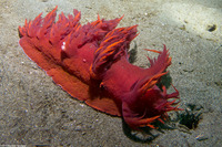Dendronotus iris (Rainbow Dendronotus)