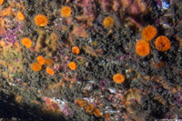 Balanophyllia elegans (Orange Cup Coral)