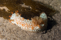 Triopha maculata (Spotted Triopha)